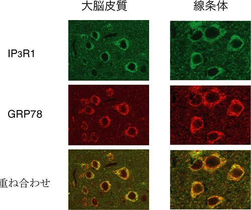 マウス脳内でのIP3R1とGRP78の局在の様子の図