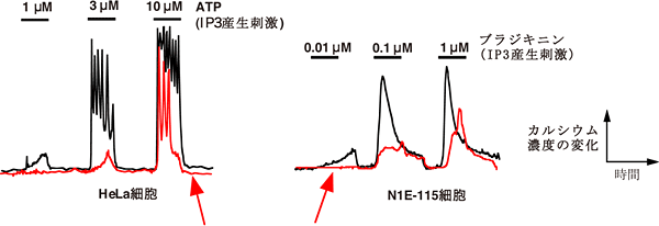 GRP78の発現とIP3R1のカルシウム放出活性の図