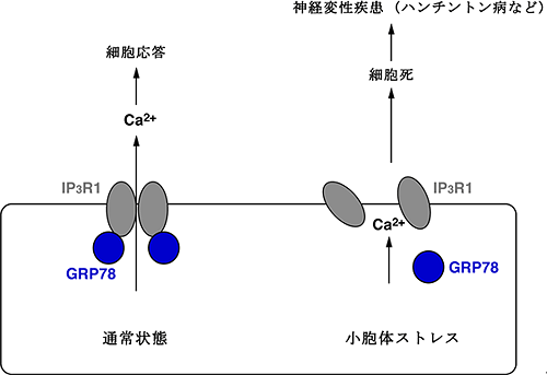 小胞体ストレスによるIP3R1の機能低下の分子メカニズムの図
