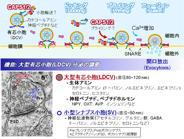 CAPS2は大型有芯小胞の開口放出を調節するの図