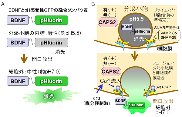 CAPS2によるBDNF分泌の増強のイメージング法の図