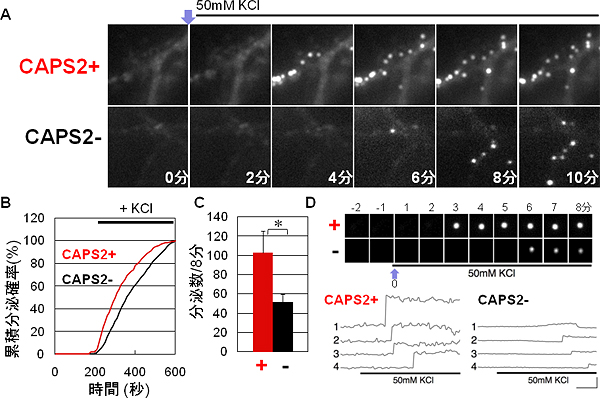 CAPS2によるBDNF分泌動態の増強効果の図
