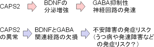 CAPS2のBDNF分泌増強によるGABA抑制性神経回路の発達への効果と 増強作用の欠失が及ぼす精神疾患への影響の図