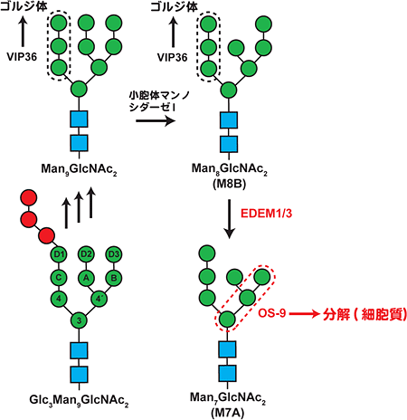 小胞体品質管理機構におけるN型糖鎖のプロセッシングとそれらを認識する細胞内レクチンの一例の図