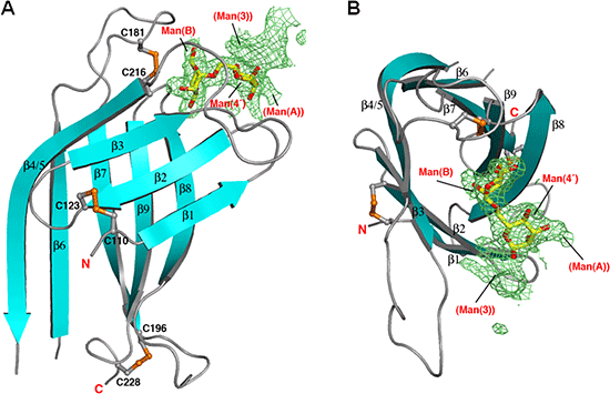 OS-9 MRHドメインとマンノース5糖複合体の構造の図