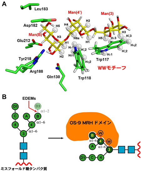 OS-9によるWWモチーフを介した糖鎖認識メカニズムの図