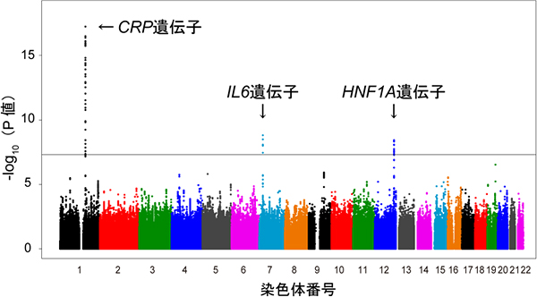 CRP測定値を対象としたゲノムワイド関連解析結果の図