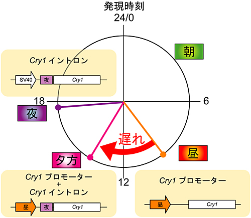 Cry1遺伝子を夕方に発現させるメカニズムの図