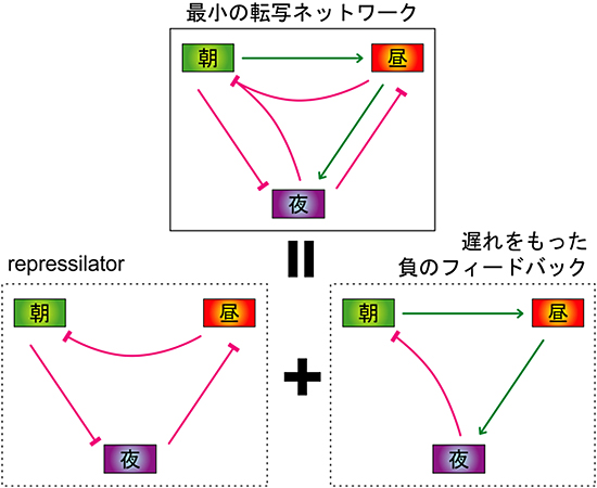 体内時計の最小単位の転写ネットワークの図