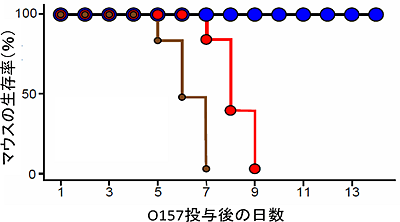 O157投与後のマウスの生存曲線の図