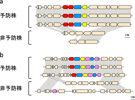2種類の果糖トランスポーター遺伝子(a・b)を含むゲノム領域の模式図の画像