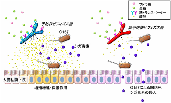 予防株と非予防株ビフィズス菌によるO157感染死予防効果の違いの模式図の画像