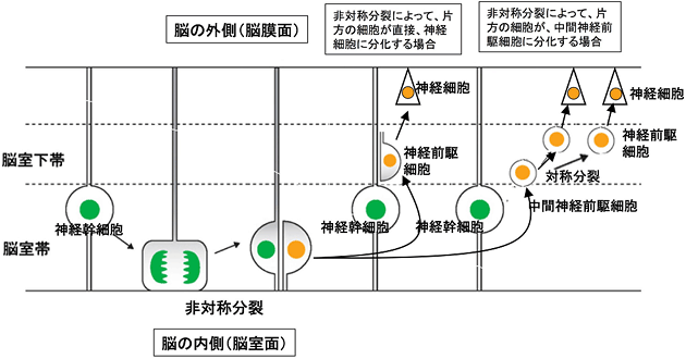 神経幹細胞が細胞周期に応じて核を移動させ脳室側だけで分裂する模式図の画像