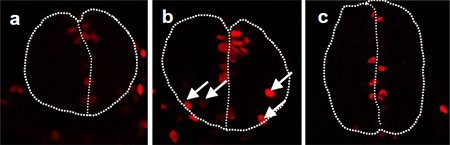 分化抑制因子が細胞極性制御因子の制御を受けて神経幹細胞の細胞分裂位置を規定する様子の画像