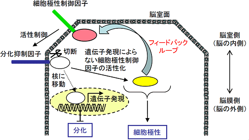 細胞極性制御因子と分化抑制因子による神経幹細胞の分化と細胞極性維持の協調的制御の模式図の画像