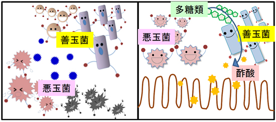 プロバイオティクスの作用メカニズムの図