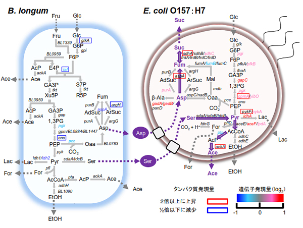 研究で明らかにしたビフィズス菌（左）・O157（右）間相互作用の図