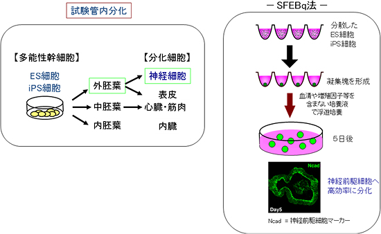 無血清浮遊培養法によるES・iPS細胞の試験管内神経分化の図