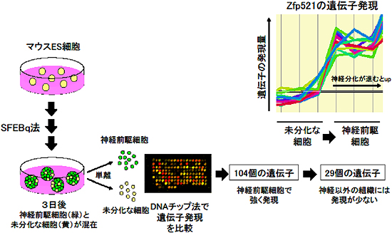 無血清浮遊培養法による神経分化の初期過程で活性化される遺伝子のスクリーニングの図