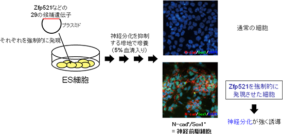 神経前駆細胞に特異的な29個の遺伝子のうち、Zfp521タンパク質はES細胞の神経分化を強く促進の図