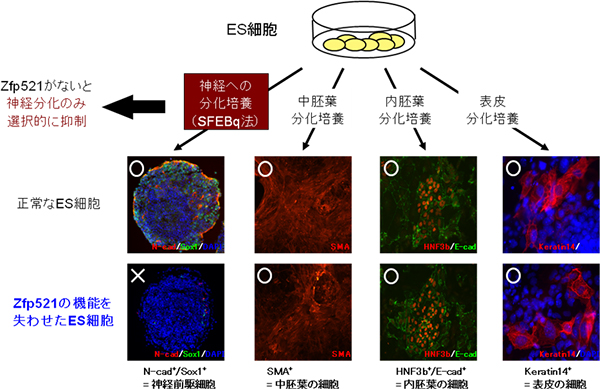 Zfp521遺伝子の機能を阻害したES細胞は、神経細胞への分化だけが選択的に阻害された