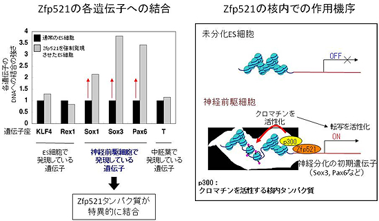 Zfp521タンパク質は、核内で神経前駆細胞特異的な遺伝子に結合し、活性化することで働くの図