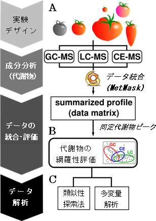 遺伝子組換え作物の評価のためのメタボローム解析技術と統計解析の流れの図