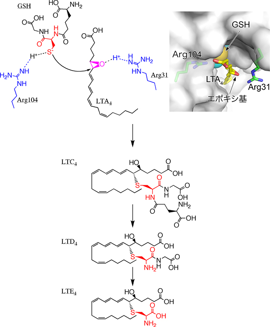 Cys-LTの産生の図