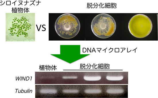 植物の脱分化細胞からWIND1遺伝子を選抜したの図