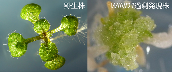 WIND1過剰発現植物はカルスを形成するの図