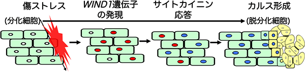 WIND1タンパク質は傷ストレスで誘導される脱分化を制御するの図