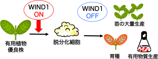 WIND1タンパク質の機能を利用した分子組織培養法の確立を目指すの図