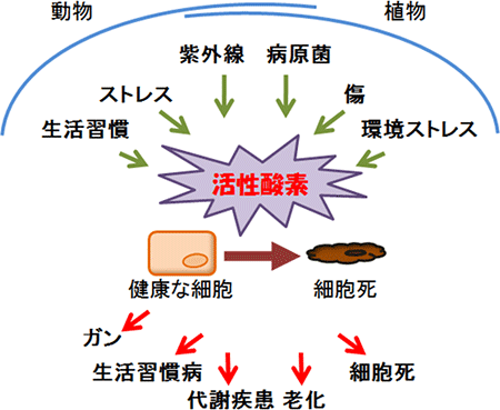 活性酸素はさまざまなストレスによって生成するの図