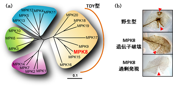 TDY型MAPKの1つMPK8は活性酸素の蓄積を制御するの図