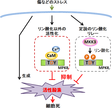 研究グループが明らかにしたMAPKによる活性酸素の制御メカニズムの図