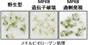 MPK8は薬剤などによる酸化ストレスに耐性を示すの図