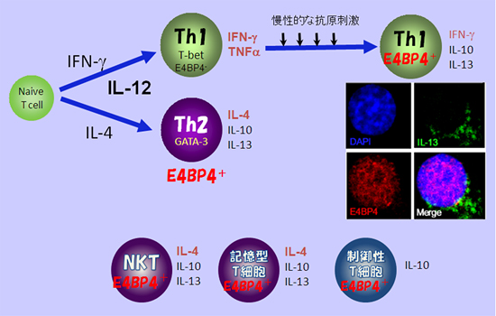 E4BP4分子の発現とさまざまなT細胞におけるIL-10産生能との関係の図
