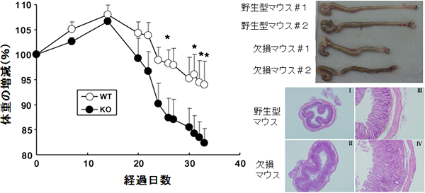 E4BP4欠損（KO)マウスで発症する大腸炎の図