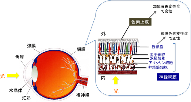 網膜組織の基本構造の図