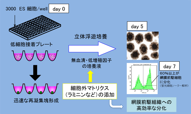 改良SFEBq法によるES細胞からの網膜前駆組織の分化法の図