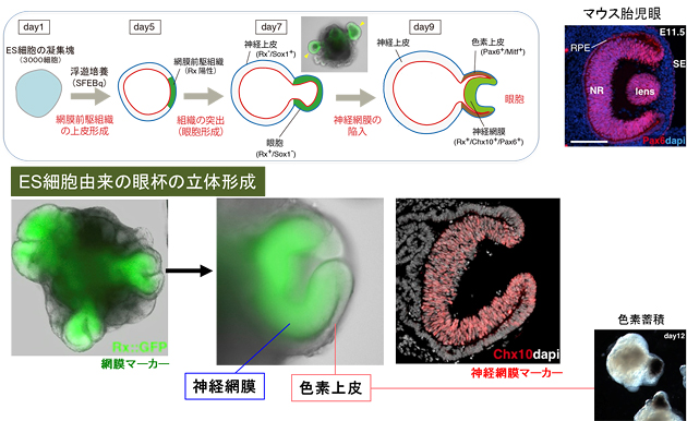 ES細胞塊からの自己組織化による網膜の原基（眼杯）の立体形成の図