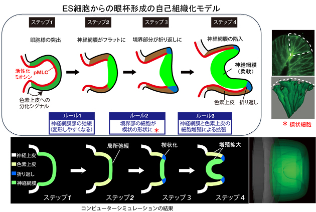 ES細胞由来の眼杯の自己組織化の機序とシミュレーションの図