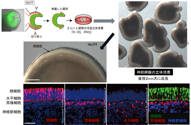 自己組織化によるES細胞からの神経網膜全層の立体形成の図