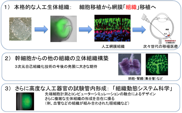 次々世代の再生医療へ：ES細胞からの立体網膜組織の自己組織化の展望の図