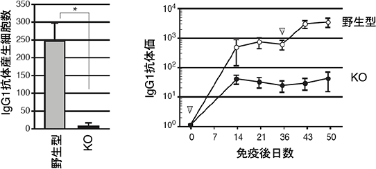 Erk/Cγ1-cre KOマウスの抗体産生能の図