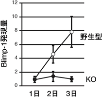 CD40刺激、IL-4添加後のBlimp1の発現量の図