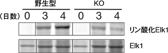 CD40刺激、IL-4添加後のElk1のリン酸化の図