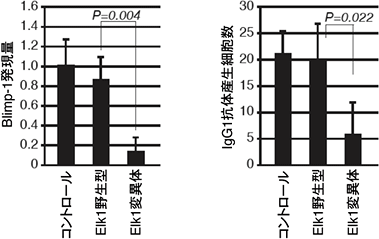 Elk1変異体による抗体産生細胞分化への影響の図