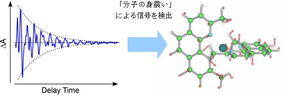 過渡吸収信号の振動成分と「分子の身震い」の図