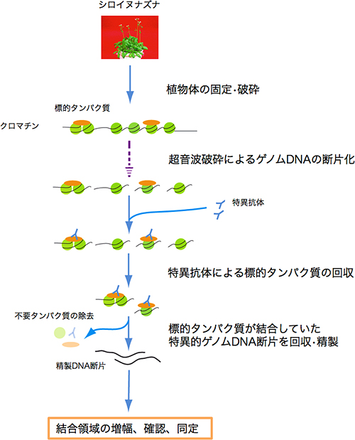 クロマチン免疫沈降法の図